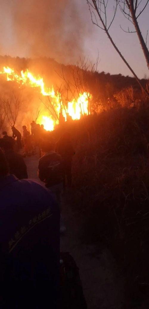 狮子山爆料视频播放,揭秘事件背后惊人真相  第2张